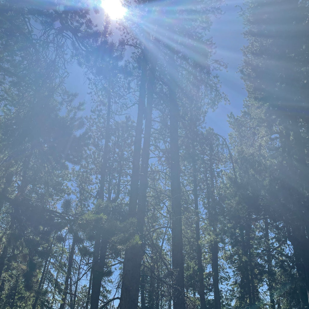 Trees and sun