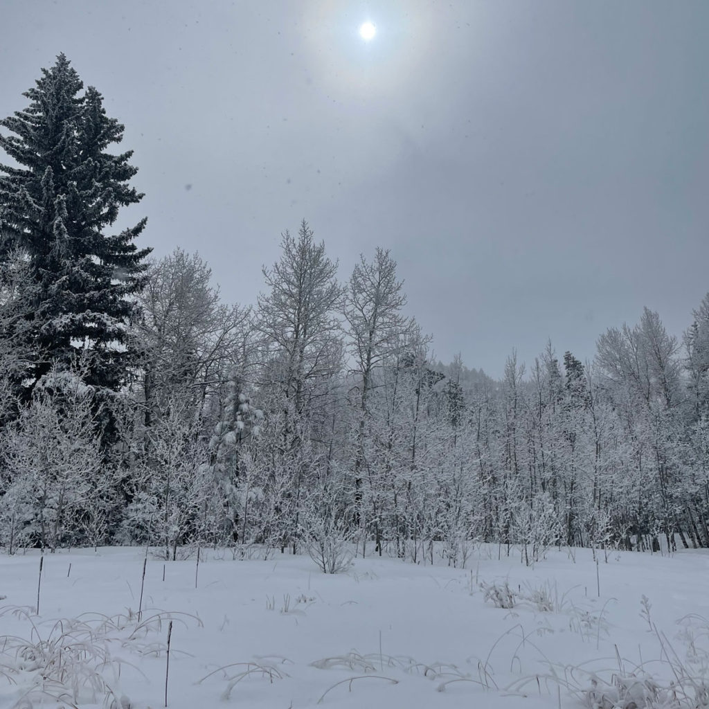 Snowy trees