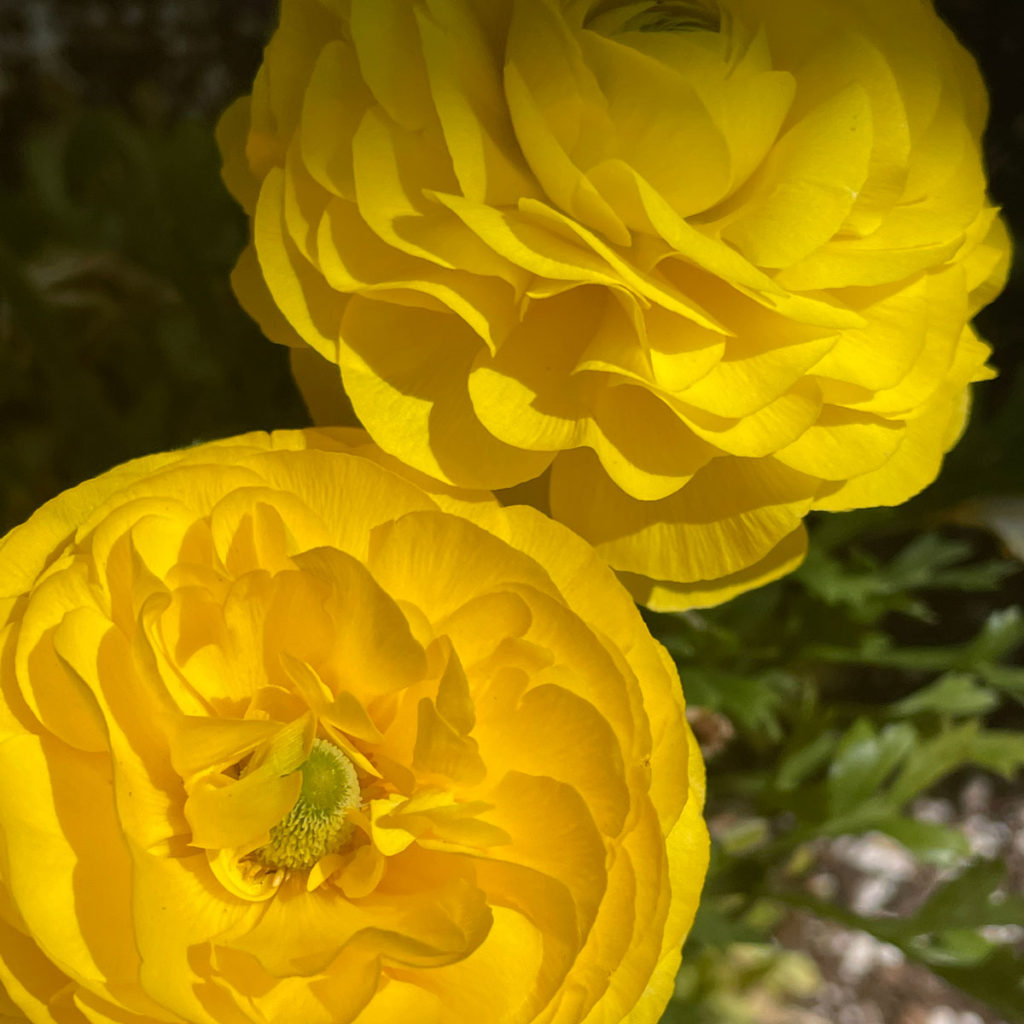 Two yellow flowers